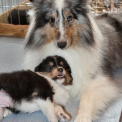 Colonial Shetland Sheepdog Club NE