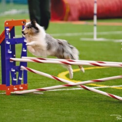 Colonial Shetland Sheepdog Club NE