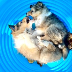 Colonial Shetland Sheepdog Club NE