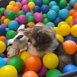 Colonial Shetland Sheepdog Club NE