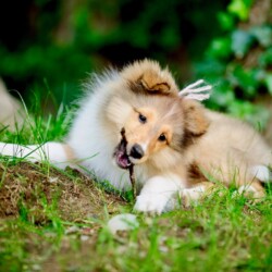 Colonial Shetland Sheepdog Club NE