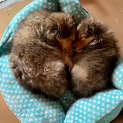 Colonial Shetland Sheepdog Club NE