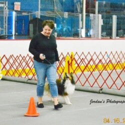 Colonial Shetland Sheepdog Club NE