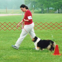 Colonial Shetland Sheepdog Club NE