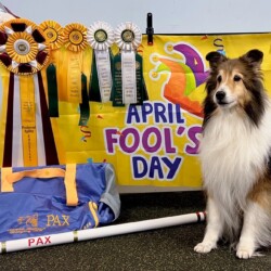 Colonial Shetland Sheepdog Club NE