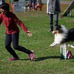 Colonial Shetland Sheepdog Club NE