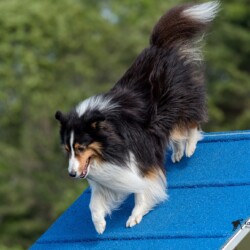 Colonial Shetland Sheepdog Club NE