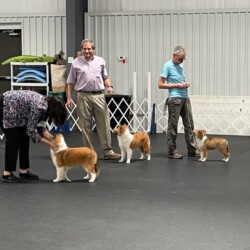 Colonial Shetland Sheepdog Club NE