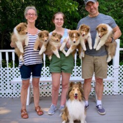 Colonial Shetland Sheepdog Club NE
