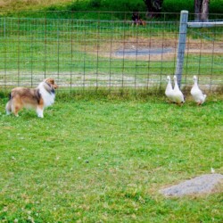 Colonial Shetland Sheepdog Club NE