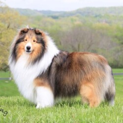 Colonial Shetland Sheepdog Club NE