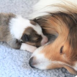 Colonial Shetland Sheepdog Club NE