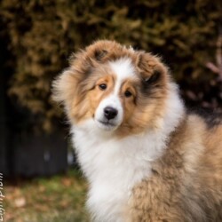 Colonial Shetland Sheepdog Club NE