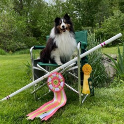 Colonial Shetland Sheepdog Club NE