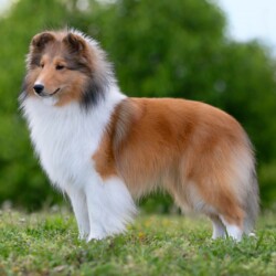 Colonial Shetland Sheepdog Club NE