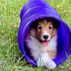 Colonial Shetland Sheepdog Club NE