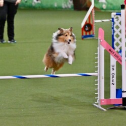 Colonial Shetland Sheepdog Club NE