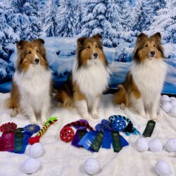 Colonial Shetland Sheepdog Club NE